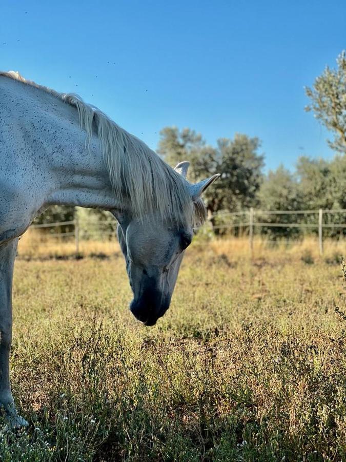 Podere Montecorno Alberese Bagian luar foto