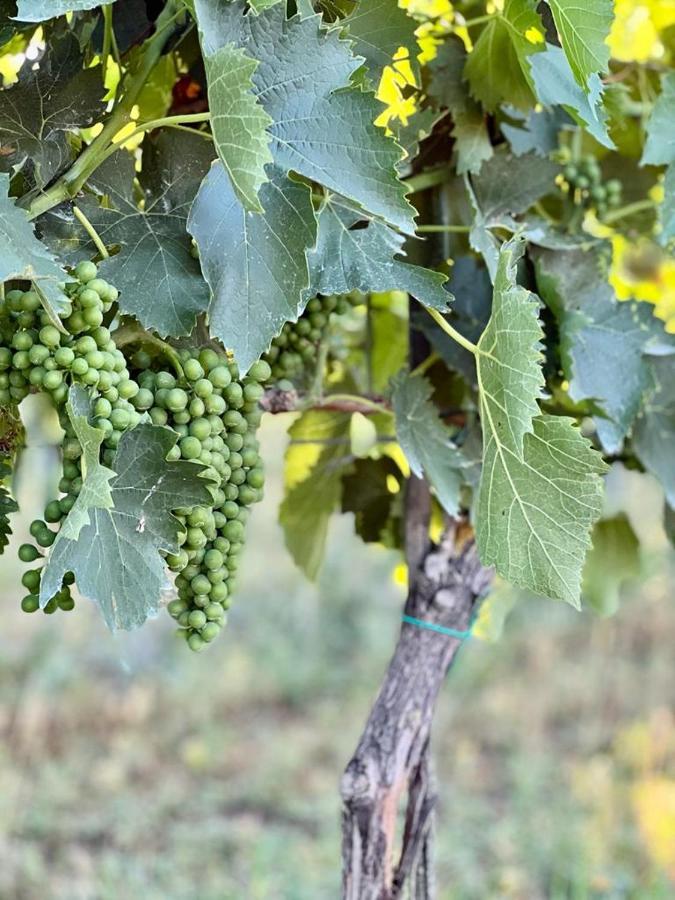 Podere Montecorno Alberese Bagian luar foto